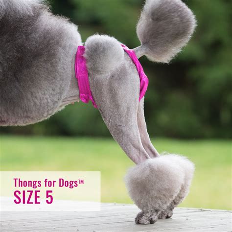 thong doggy|Dog Thongs